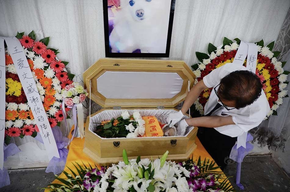 上海阿姨为去世宠物网购“风光大葬”